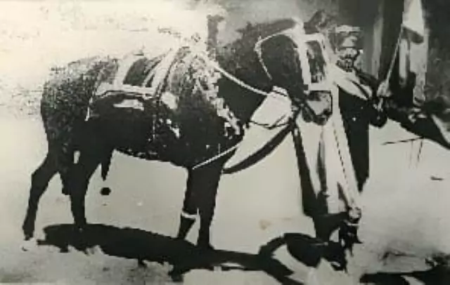The Sacred Samadhi of Shyam Karna
