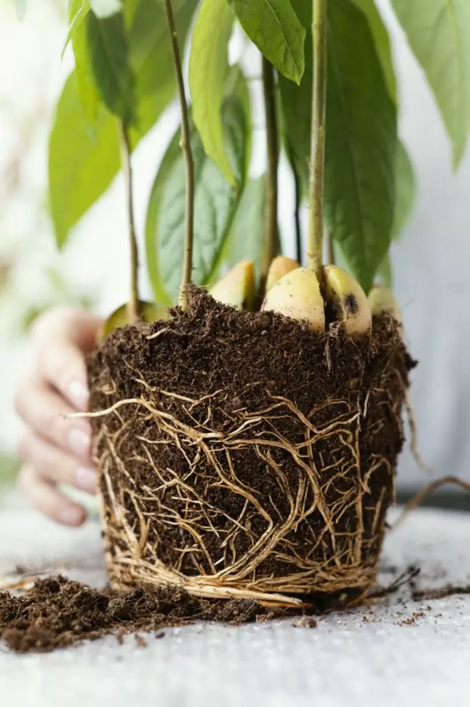 June 5 is recognized globally as World Environment Day, a significant occasion dedicated to raising awareness about the crucial role trees play in our surroundings and promoting the act of planting them.